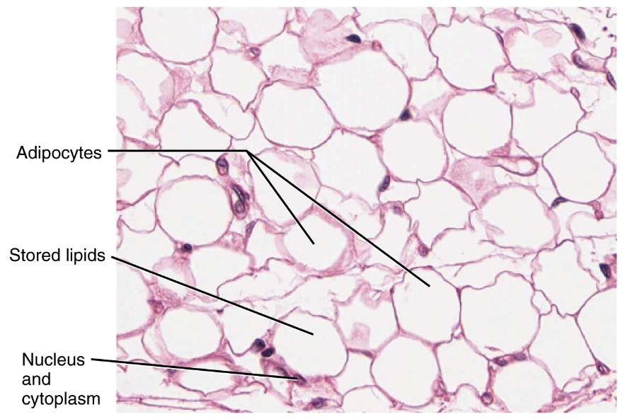 <p>Location and function of adipose connective tissue (loose)</p>