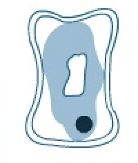 <p>what happens when a cell is placed concentrated solution for longer time?</p>