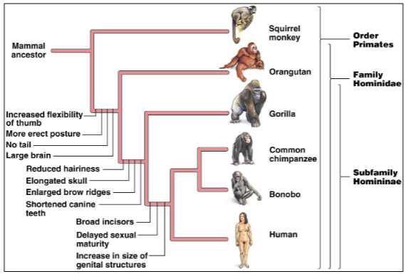 BIOL 1011 Exam 1 Flashcards | Knowt