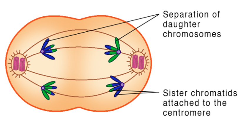 <p>pairs of homologous chromosomes separate as meiotic spindle fibers pull them towards poles</p><p>sister chromatids are still attached</p>