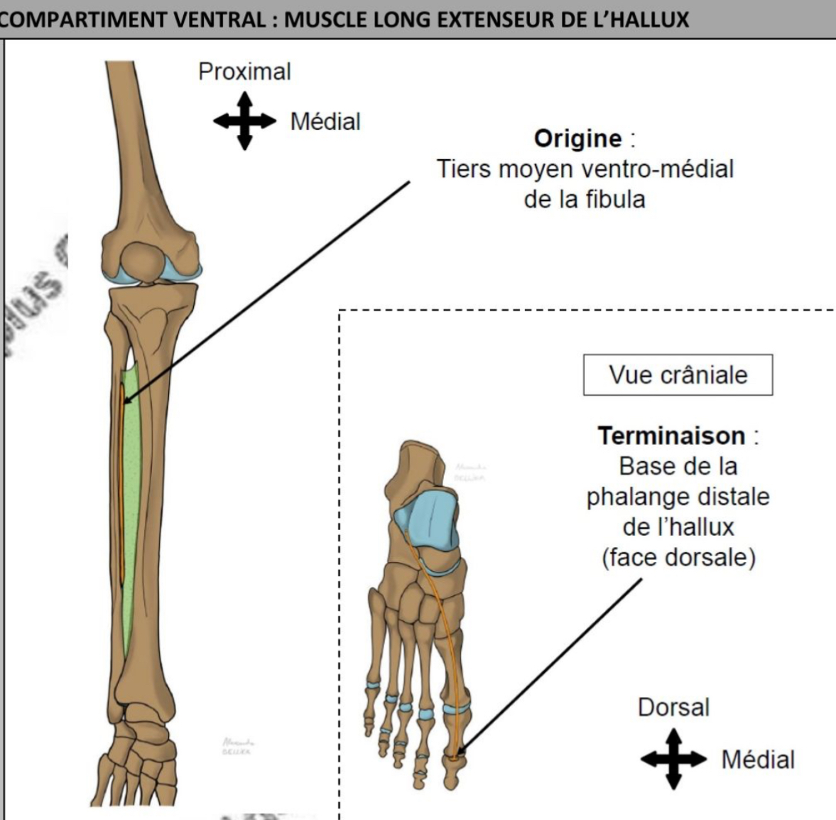 <ul><li><p>+ profond </p></li><li><p>Tiers moyen de la face ventro-médiale de fibula, membrane interosseuse </p></li><li><p>face dorsale base de phalange distale de l’hallux </p></li></ul><p></p>