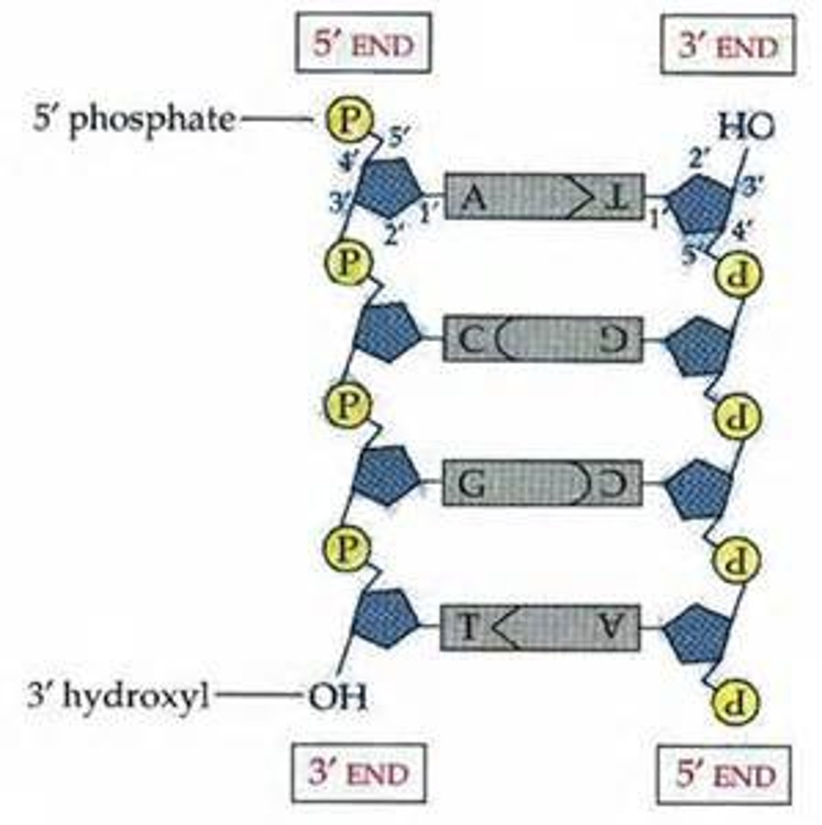 <p>The opposite arrangement of the sugar-phosphate backbones in a DNA double helix.</p>