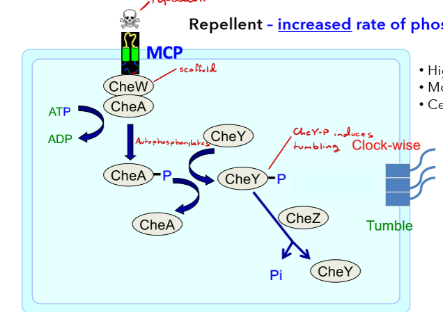 <p>Increase in phosphorylation</p><p>higher CheY-P, more binding to FliM, CW =tumbles</p>