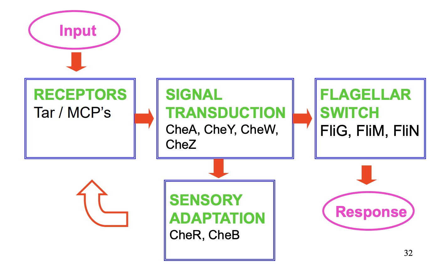 <ol><li><p>Membrane bound signal transducer→ E.Coli has 5 receptor protein classes (<strong>MCPs</strong>) proteins (methyl accepting chemotaxis proteins)</p><ul><li><p>mediate response to sepcific chemoattractants</p></li><li><p>e.g Tar→ aspartate and maltose</p></li></ul><p>- &gt; <strong>SENSOR</strong></p></li><li><p>Cytoplasmic signal <strong>transduction</strong></p><ul><li><p><strong>CheA</strong> (histidine kinase), <strong>CheY</strong> (response regulator), <strong>CheW</strong> (adapter protein) and <strong>CheZ</strong> (an accelerator of CheY dephosphylation)</p></li></ul><p>→ NB. <strong>ALSO THE SENSOR BUT A SEPARATE PROTEIN (unlike before)</strong></p></li><li><p>Flagellar switch</p><ul><li><p>FliG, FliM and FliN</p></li><li><p>determine direction of flagellar rotation</p></li></ul></li><li><p>Adaptation</p><ul><li><p><strong>CheR </strong>(methyl transferase)</p></li><li><p><strong>CheB</strong> (response regulator which acts as a methylesterase)</p><p>→ controls level of <strong>methylation of the chemotaxis receptor </strong>proteins</p></li><li><p>These help with the temporal memory of the concentration gradient thing</p></li></ul></li></ol><p></p>