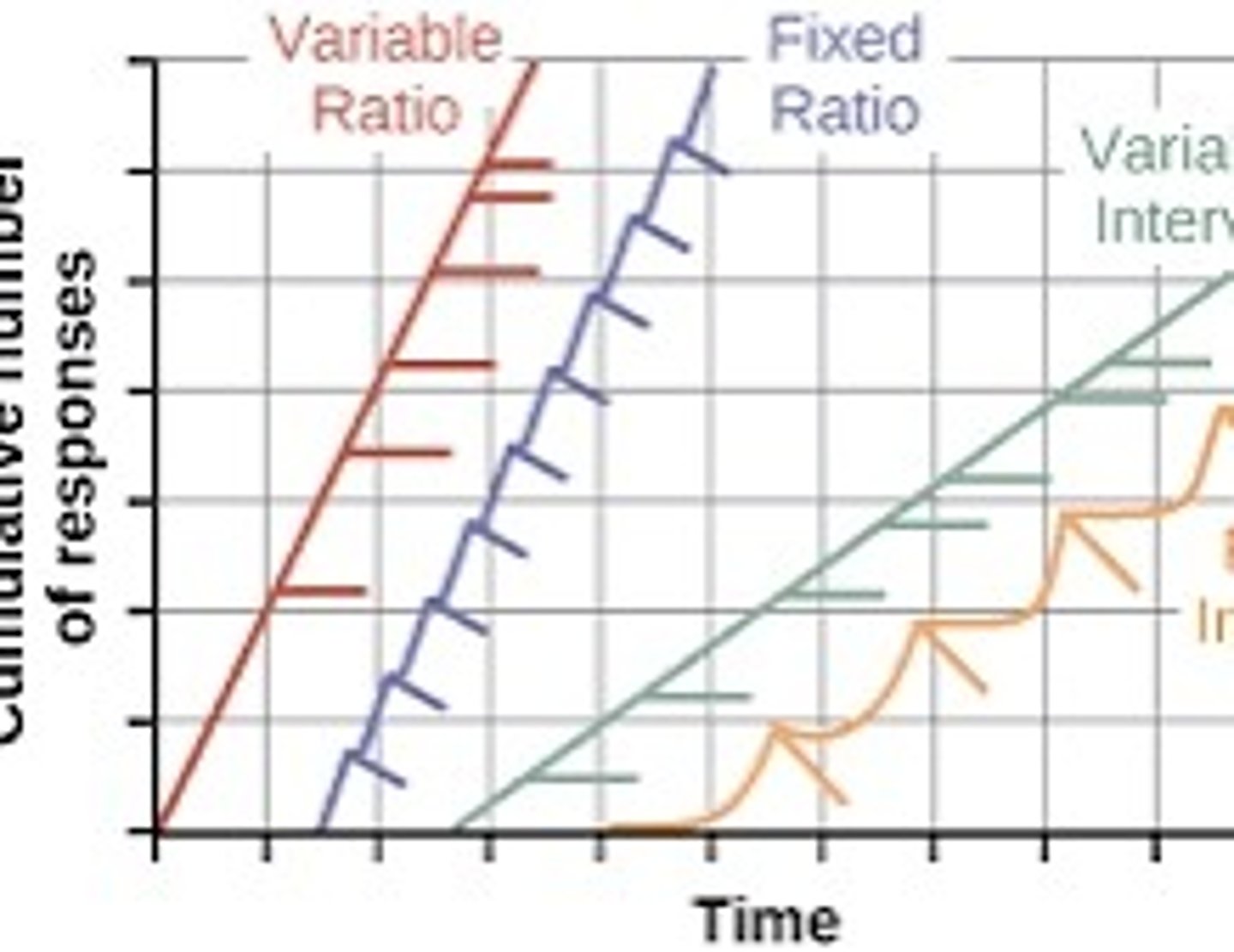 <p>A pattern seen in fixed-interval schedules where responses increase as the reward time approaches.</p>