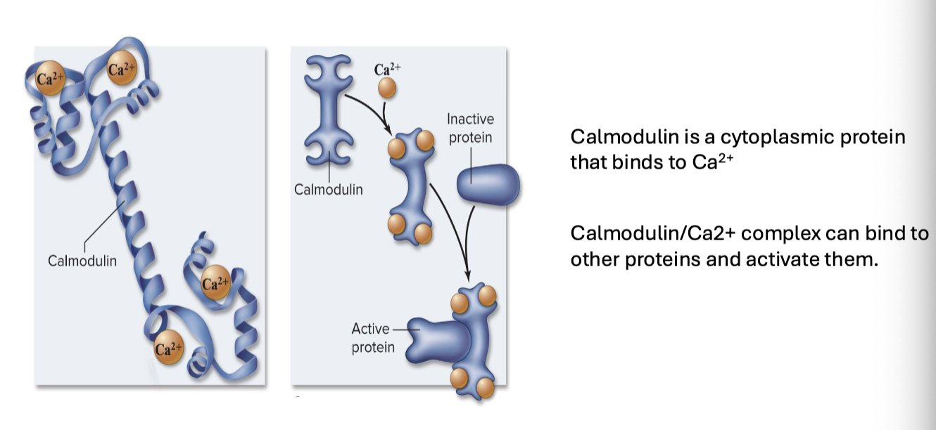 <p>binds to Calmodulin (cytoplasmic protein) </p>