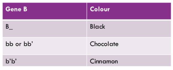 <p>Only visible if the cat is not white (ww) and not red (oo)</p>