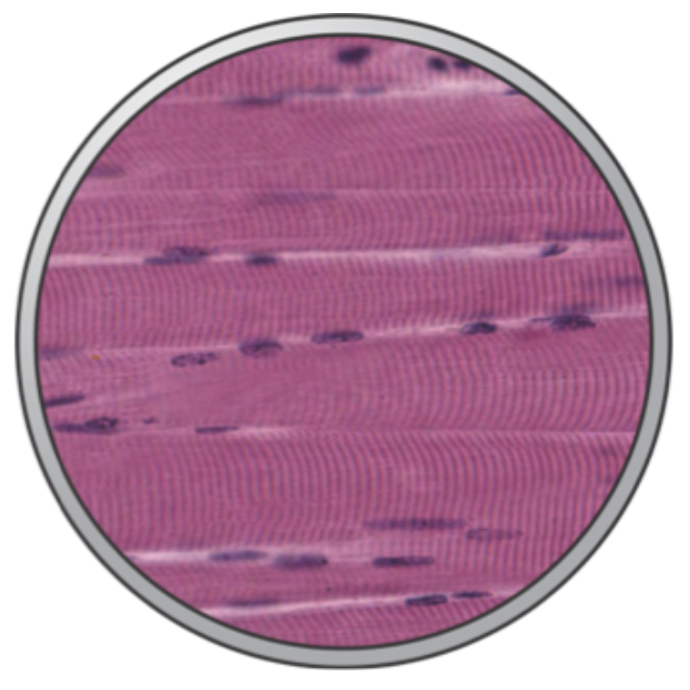 <p>Basic function is motion achieved by contraction and sliding of filament arrays.</p>