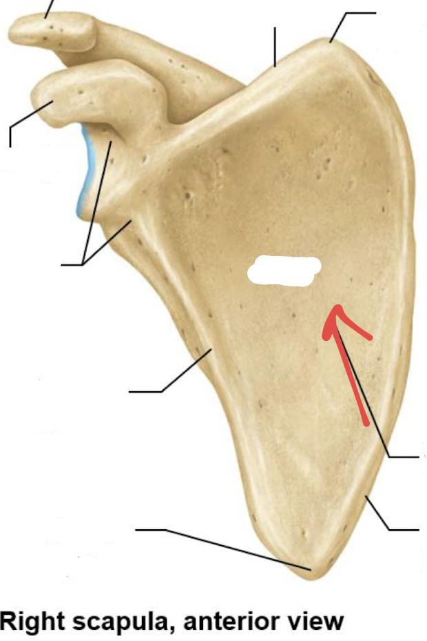 <p>what is this part of the scapula?</p>