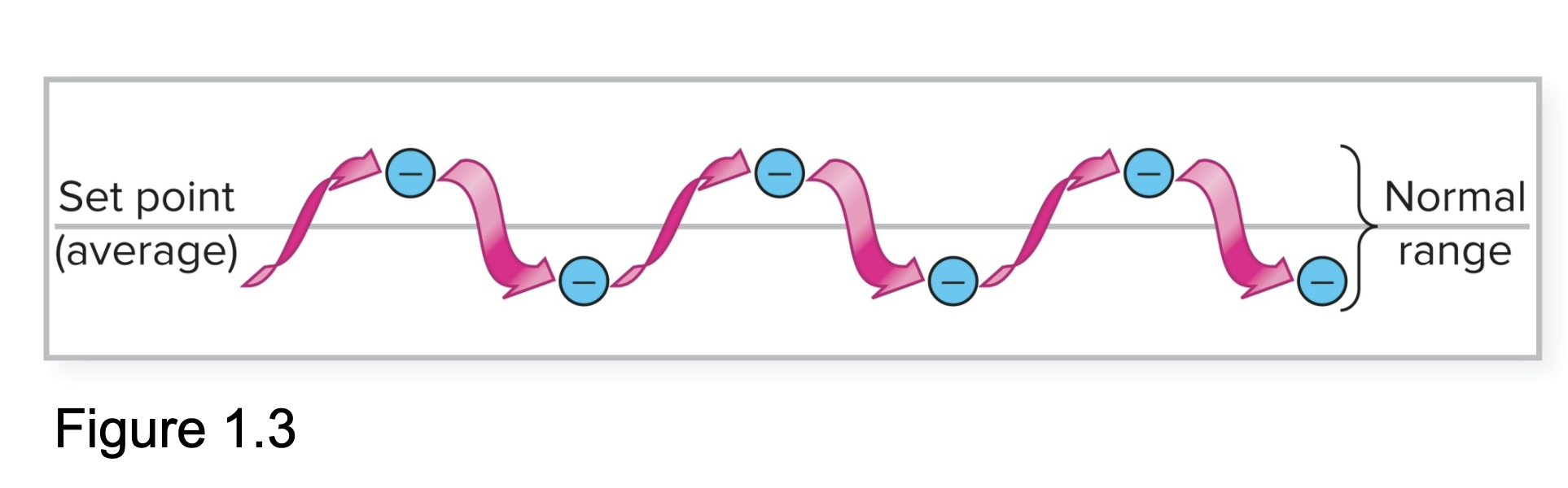 <ul><li><p><u>physiological parameters are not constant, but fluctuate around a set point</u></p><ul><li><p>levels:</p><ul><li><p>change over short amount of time</p></li><li><p>remains relatively consistent over long period of time </p></li></ul></li></ul></li></ul>