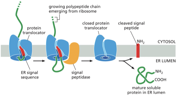 <p>Describe the process of a soluble protein crossing the ER membrane and entering the lumen </p>
