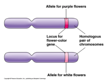 <p>genes have specific locations (loci) on chromosomes, that undergo segregation and independent assortment</p>