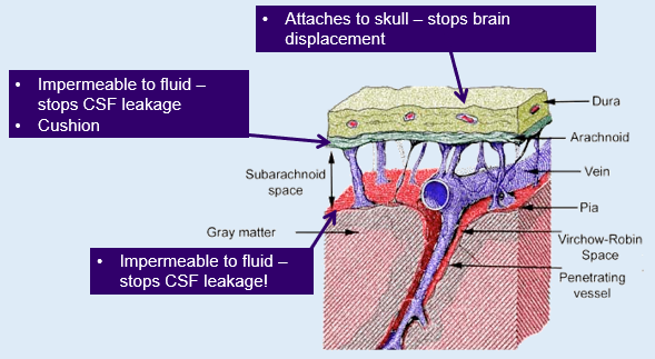 <p>Tough connective tissue which covers the CNS and some of the PNS: protective layer dissipates as it moves to the PNS</p>