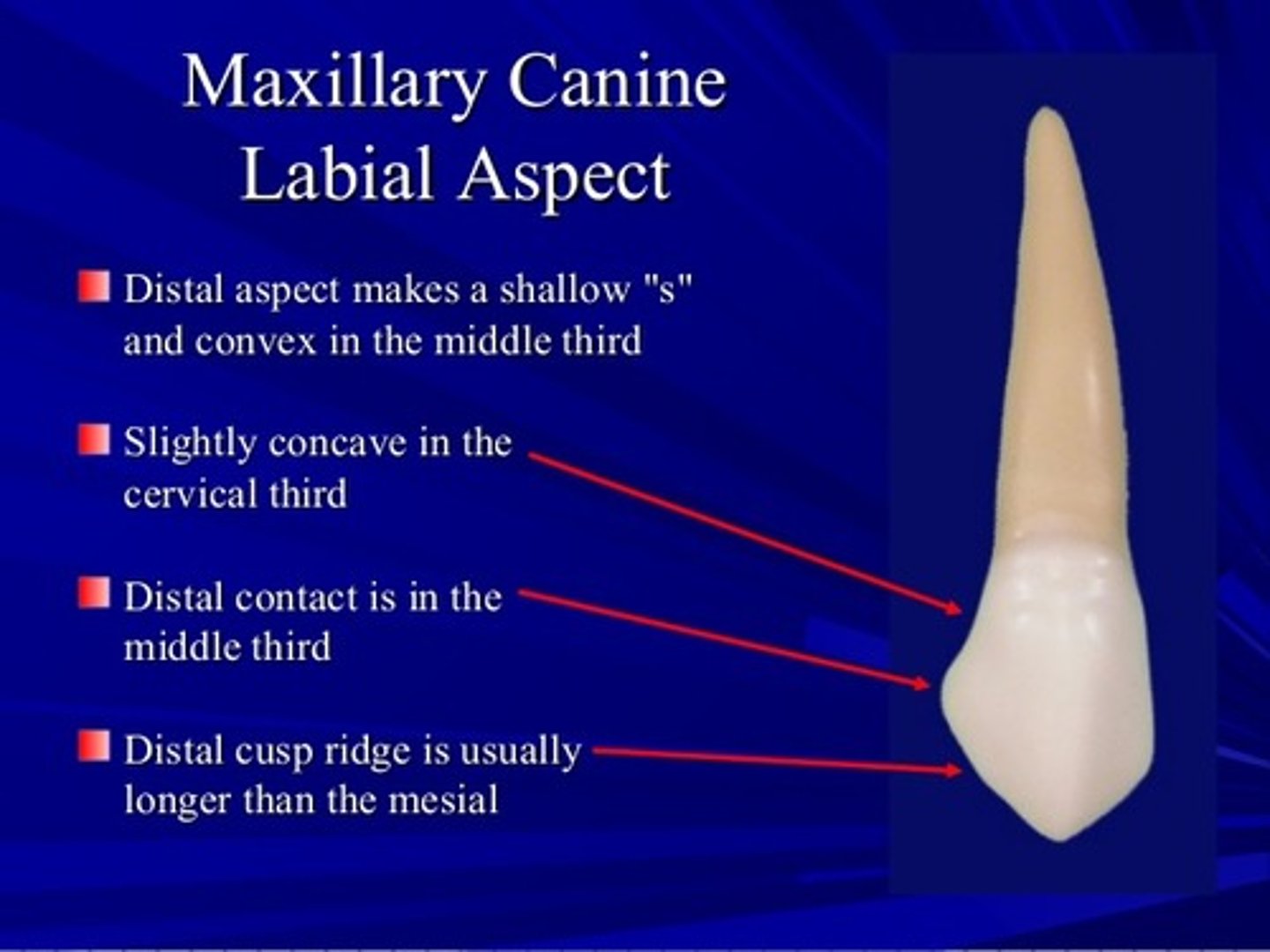 <p>middle 3rd</p><p>junction of incisal and middle</p>