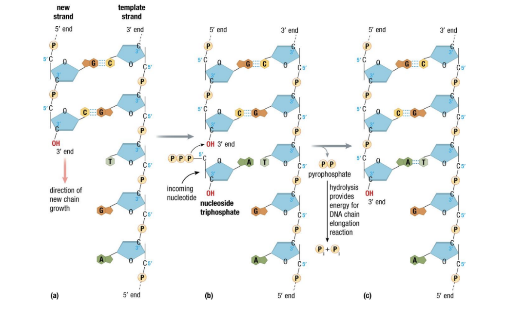 Replication with Polymerase