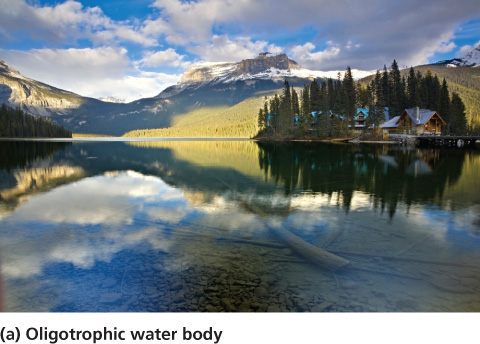 <p>Oligotrophic</p>