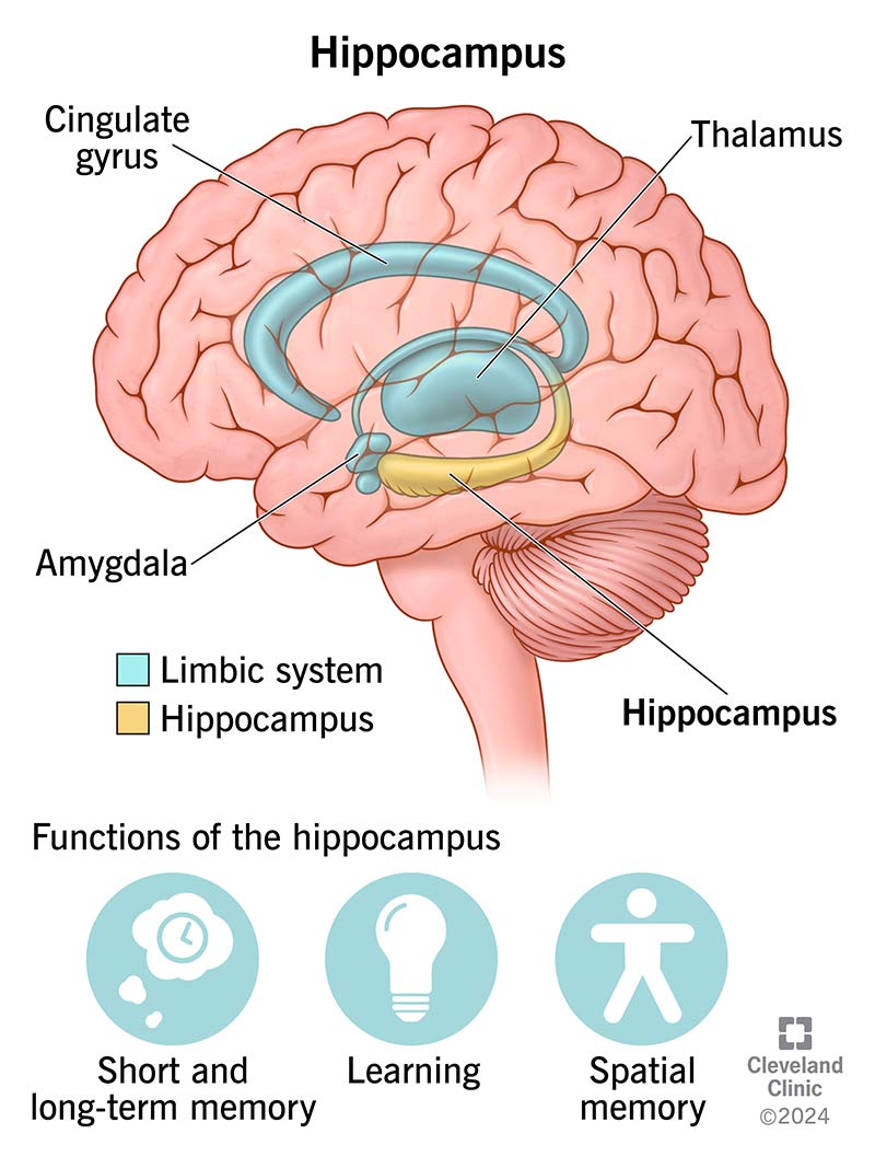 <ul><li><p><span>responsible for your memory and learning.</span></p></li><li><p><strong><u><span>short term to long term memories</span></u></strong></p></li><li><p><span>This small structure helps you remember, both short- and long-term, and gain awareness from your environment.</span></p></li><li><p><span>linked to conscious memory</span></p></li></ul><p></p>