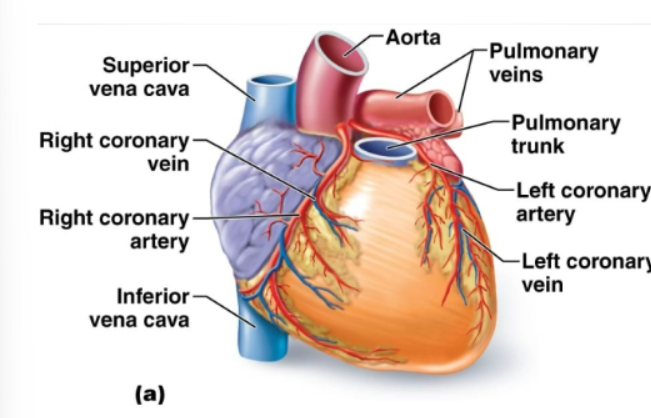 <p>The first 2 arteries that branch off the aorta and branch extensively. Bring oxygen and nutrients to heart muscles</p>