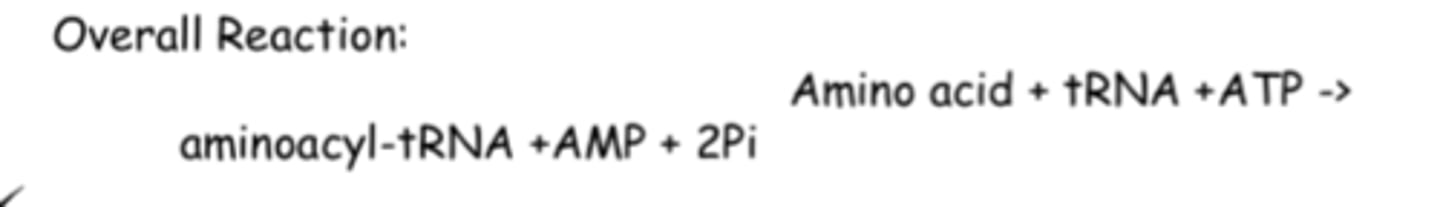 <p>this reaction is catalyzed by</p>