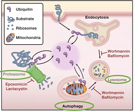 <p>constant flux of synthesis  / degradation</p><p>regulated by proteostasis</p><p>three machines: lysosome, ubiquitin proteasome, autophagic pathway</p>
