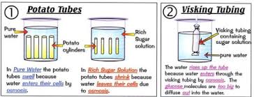 <p>We use potato cylinders but in different beakers, one beaker we use water and the other as concentrated sugar solution. The potato cylinder in the concentrated sugar solution gets smaller because the water in the potato goes from a high to low concentration whilst also going through a permeable membrane. </p>