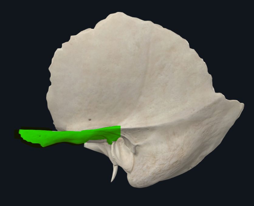 <p>Apófisis cigomática del temporal</p>