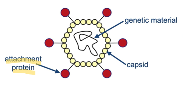 <ul><li><p>Attachment proteins</p></li><li><p>Allows it to attach to and enter the host cell</p></li></ul><p></p>
