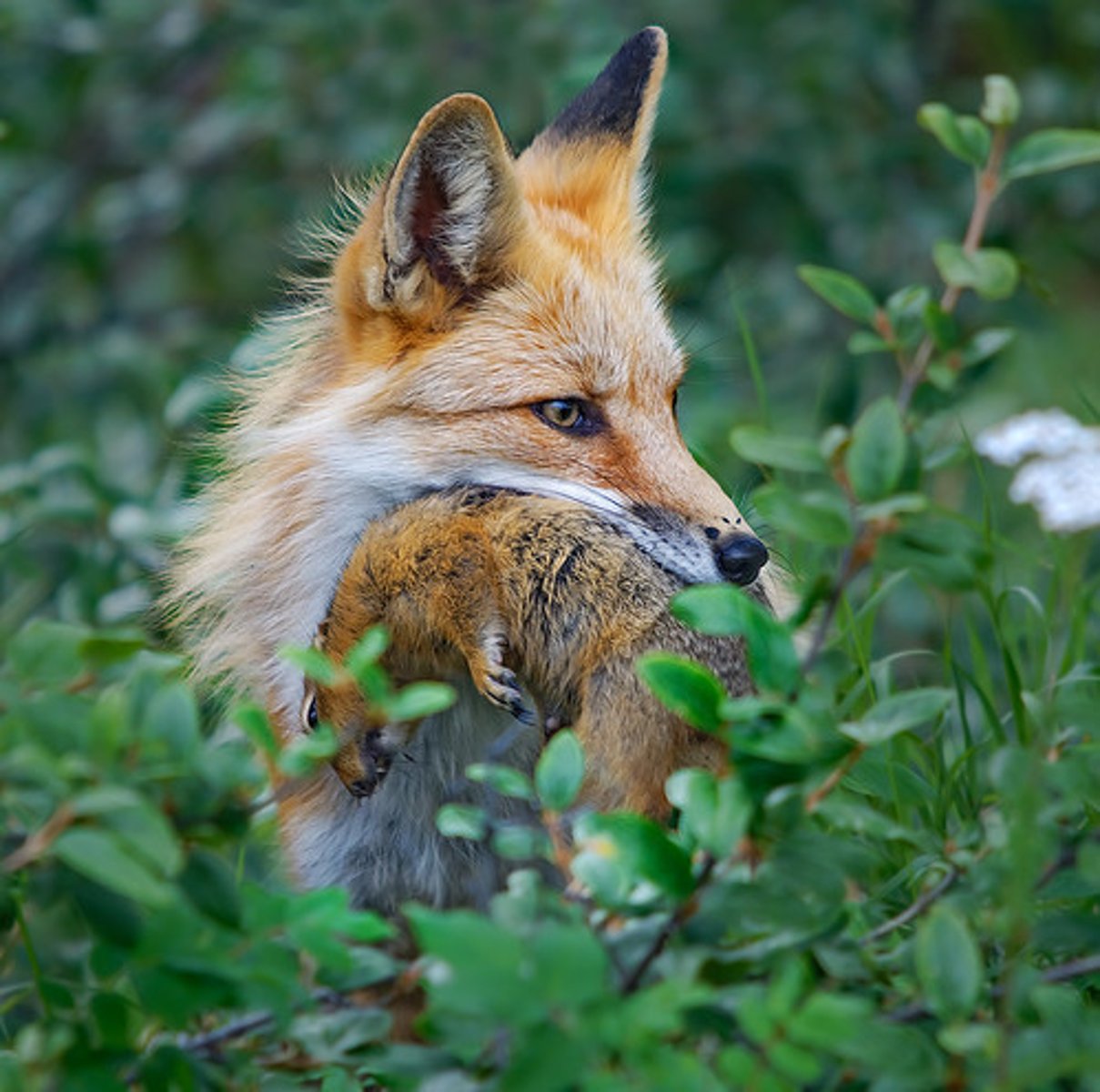 <p>Is the consumption of one living</p><p>organism (the prey) by another (the predator)</p><p>• Simplest categories of predators: classes of</p><p>heterotrophic organisms</p><p>- Carnivore</p><p>- Herbivore</p><p>- Omnivore</p>