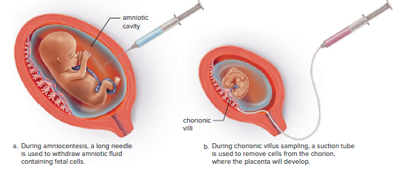 Testing for chromosomal mutations.