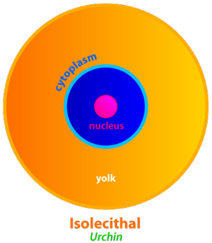 <p>-VERY LITTLE yolk, evenly distributed</p><ul><li><p>Ex: Urchin</p></li></ul>
