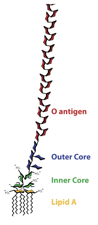 <ul><li><p><strong>Hydrophobic</strong> (saturated fatty acids) → makes LPS <u>rigid</u></p></li><li><p>Buried in the <strong>outer</strong> membrane</p></li><li><p>Acts of <strong>endotoxin</strong></p></li></ul><p></p>