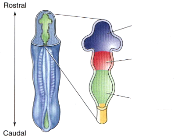<p>"toward the nose" - brain</p>