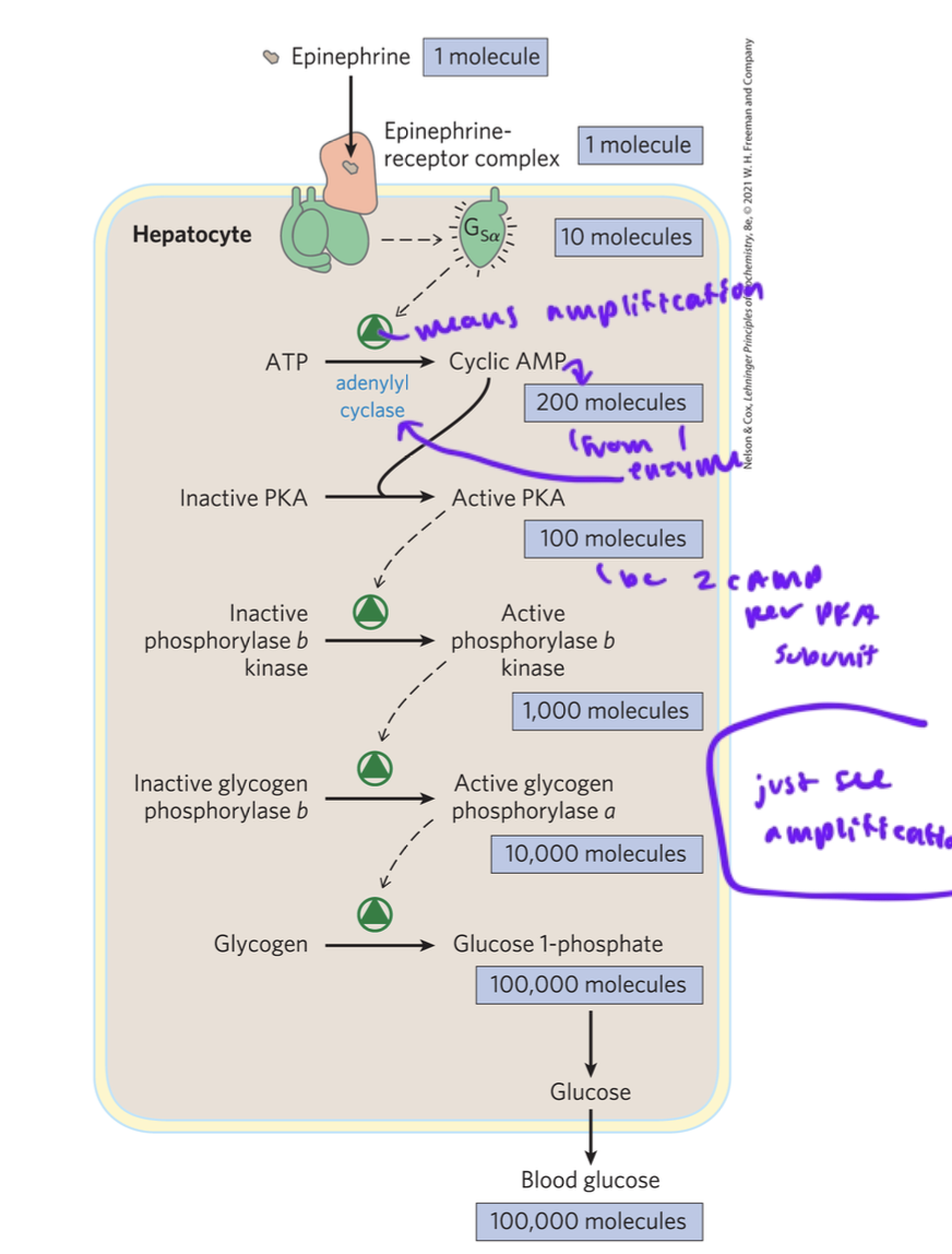 <ul><li><p>activation of just a few GPCRs can activate a few adenylyl cyclases which convert MANY ATP into cAMP</p></li><li><p>but it takes two cAMP to activate one catalytic subunit of PKA</p></li><li><p>then some PKA activates MANY kinases</p></li><li><p>then tens of thousands of glucose molecules can eventually get released into the bloodstream from the liver</p></li></ul><p></p>