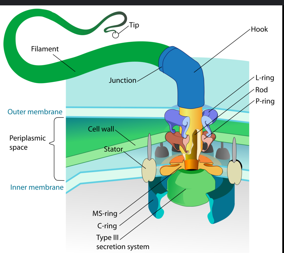 <p>Flagella </p>