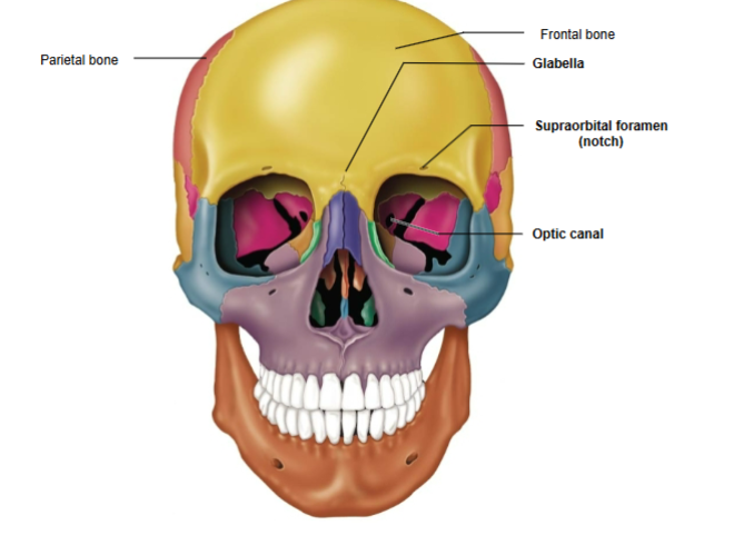 <p>Forms the sides and roof of the cranium.</p>