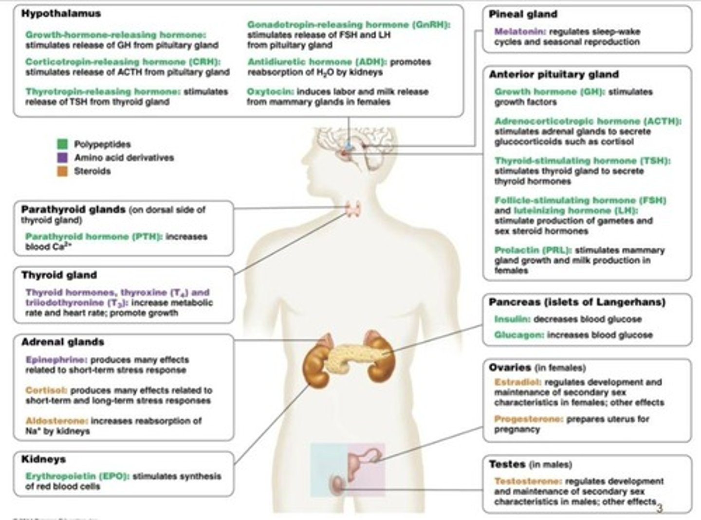 <p>Includes the hypothalamus, pituitary, thyroid, pancreas, gonads, and adrenal glands.</p>