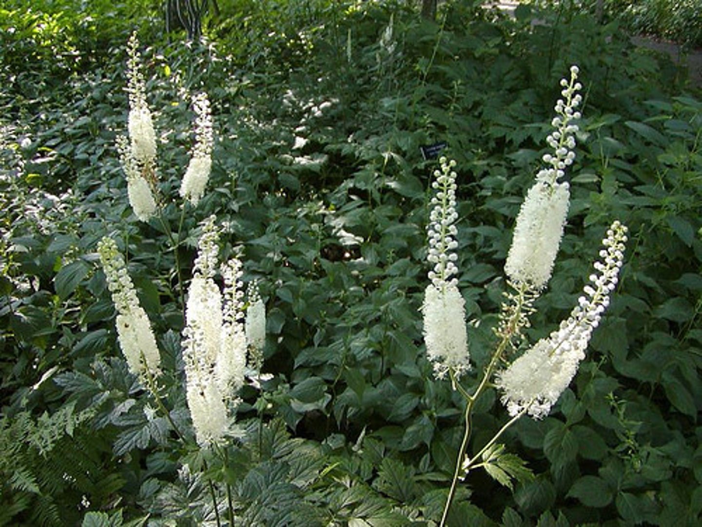 <p>Black cohosh</p>