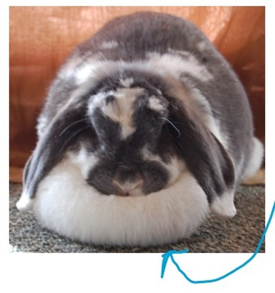 <p>What name is given to fat that accumulates under the chin?</p>