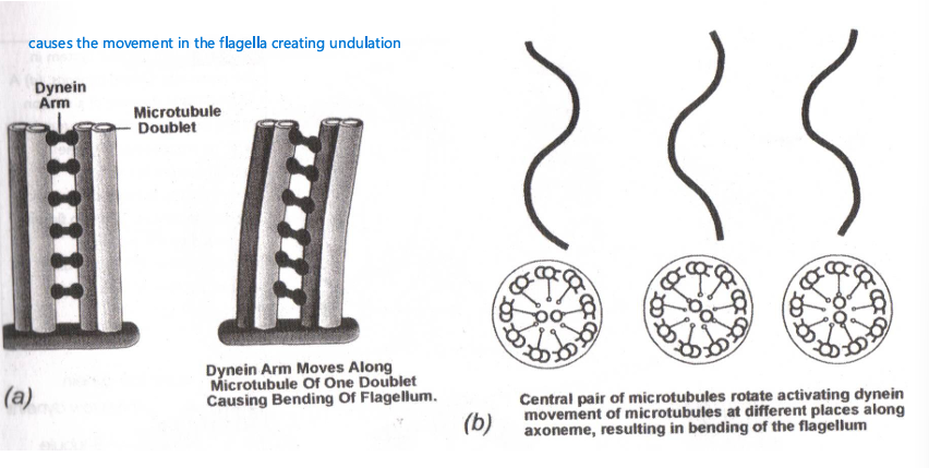 <p>the dynein arm will move along the microtubule of one doublet causing the flagella to bend, then the other dynein follows creating undulation</p>