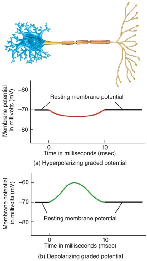 <p>Depolarizing graded potential</p>