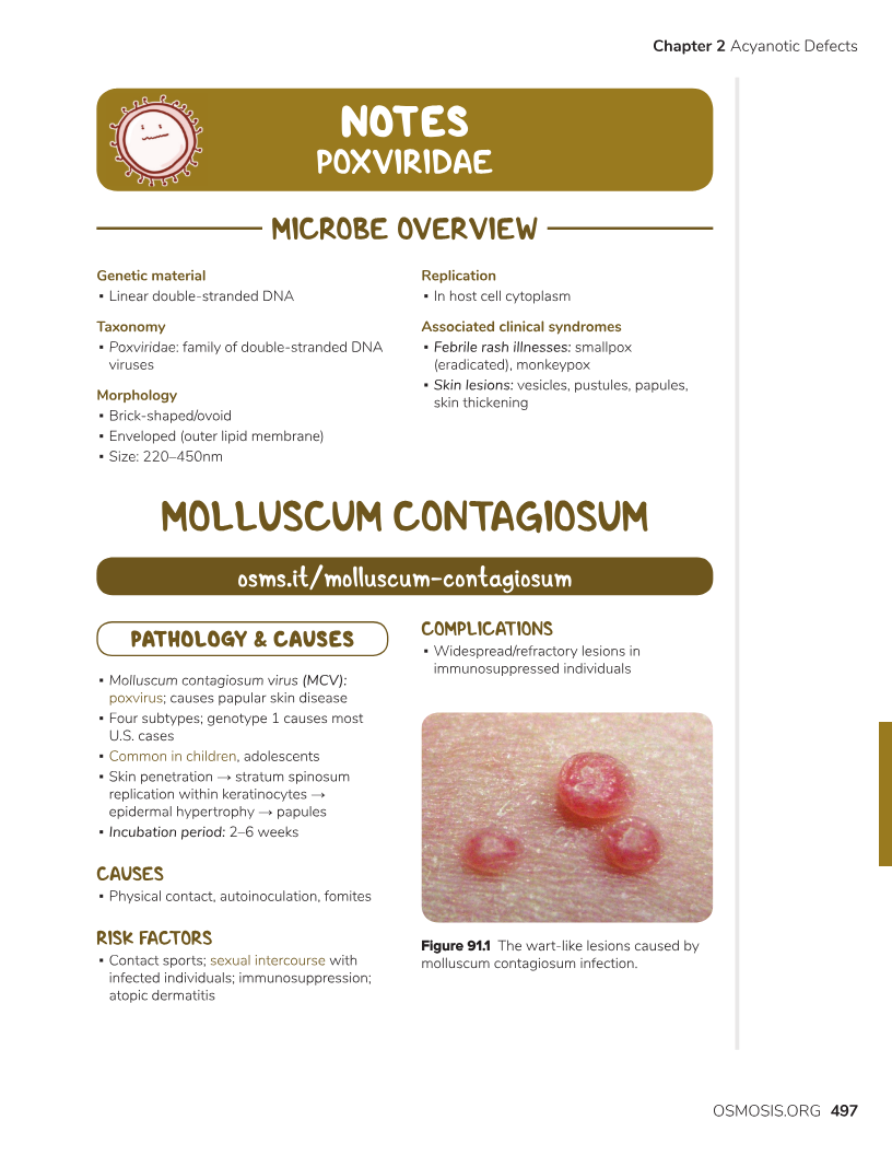 <p>PP: benign contagious viral infection<br>incubation→2-7 weeks</p><p>E: pox virus</p><p>CM: white/flesh-colored papules<br>central umbilication</p><p>TX: nothing→goes away on its own<br>cryotherapy<br>topical cantharadin</p>