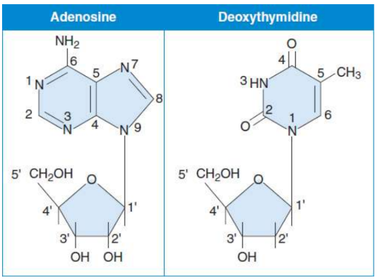 <p>composed of a five-carbon sugar (pentose) bonded to a nitrogenous base; formed by covalently linking the base to C-1′ of the sugar</p>