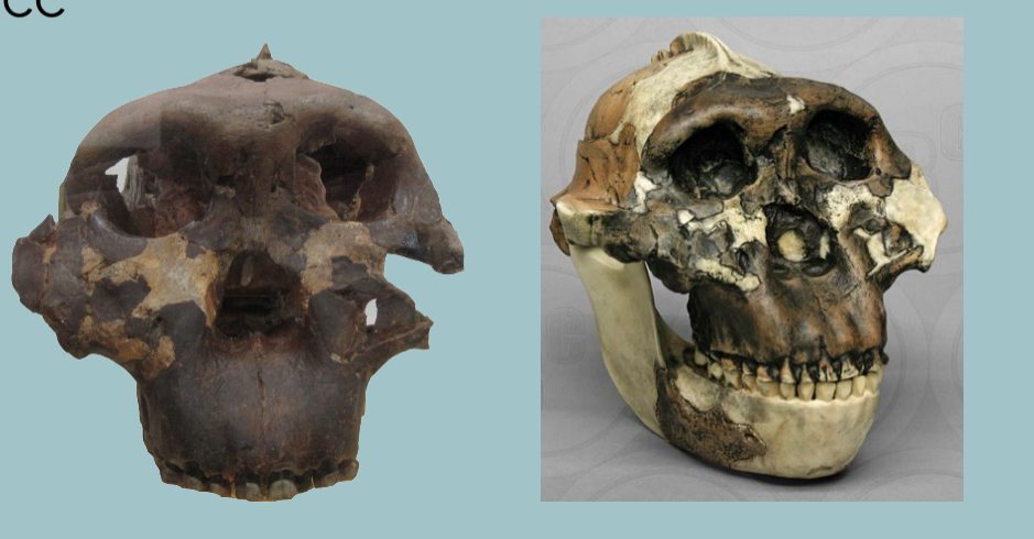 <p><span>Australopithecus boisei</span></p>