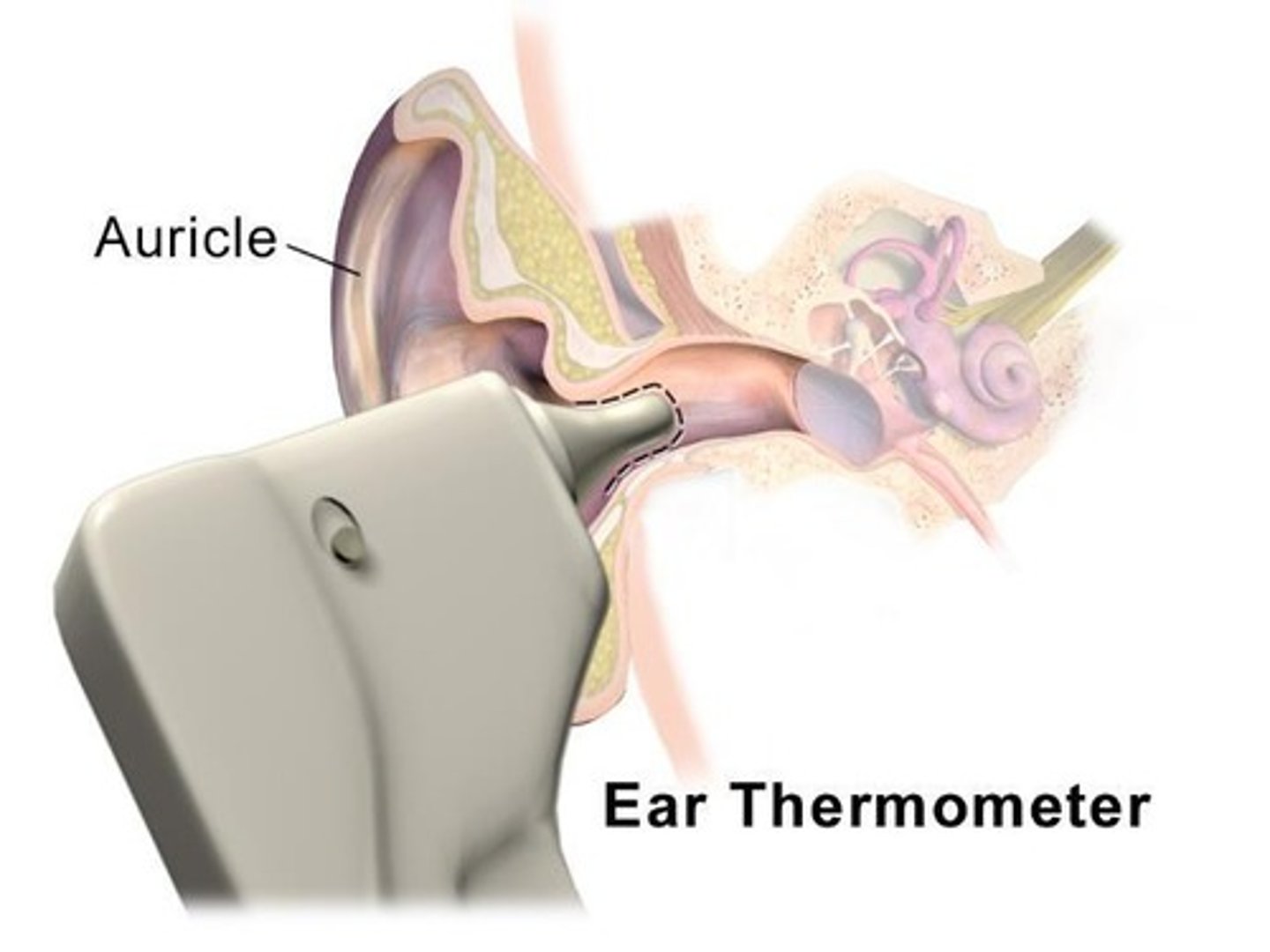 <p>Nhiệt kế tai - đo nhiệt độ qua tai. (The ear thermometer is quick and accurate - Nhiệt kế tai nhanh và chính xác.)</p>