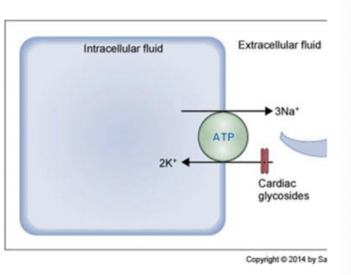 <p>one or more solutes moved against a concentration gradient directly using ATP </p>