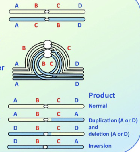 <p>The centromere is included in the inversion, or when it is flipped.</p>