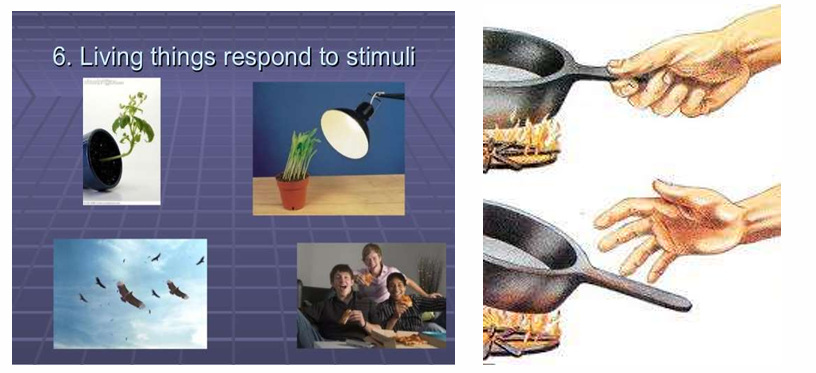 <p>What is this in the Characteristics of Life?</p>