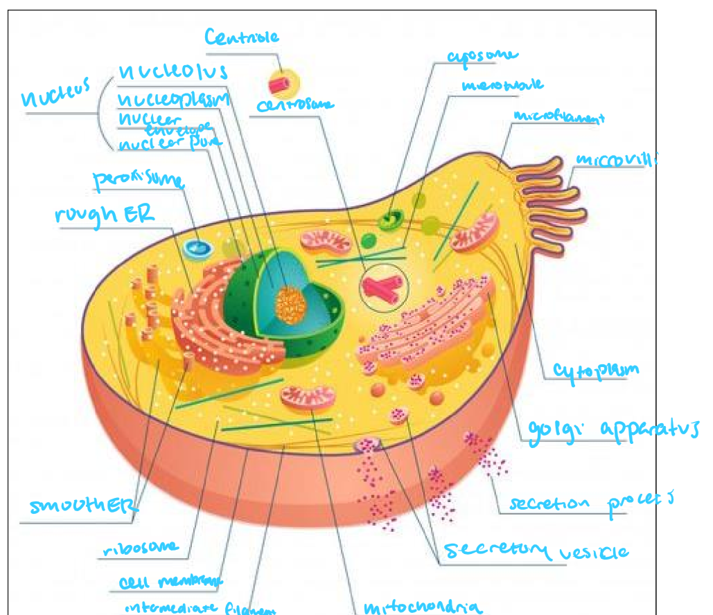 <p>what differences are there between animal and plant cells</p>