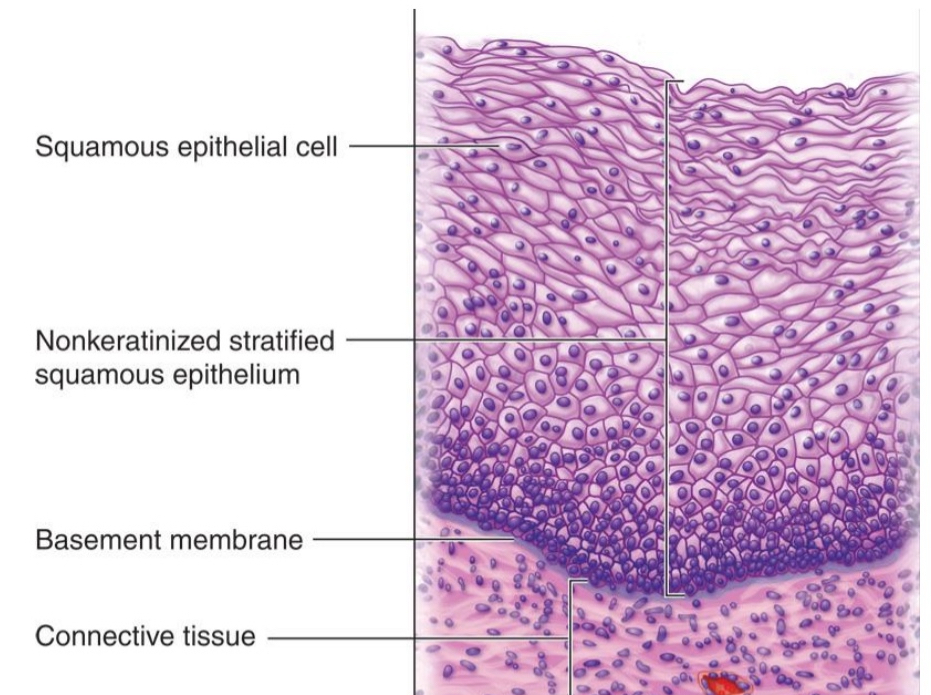 <ul><li><p>Internal skin</p></li><li><p>Cells flatten as they go to surface</p></li></ul><p></p>