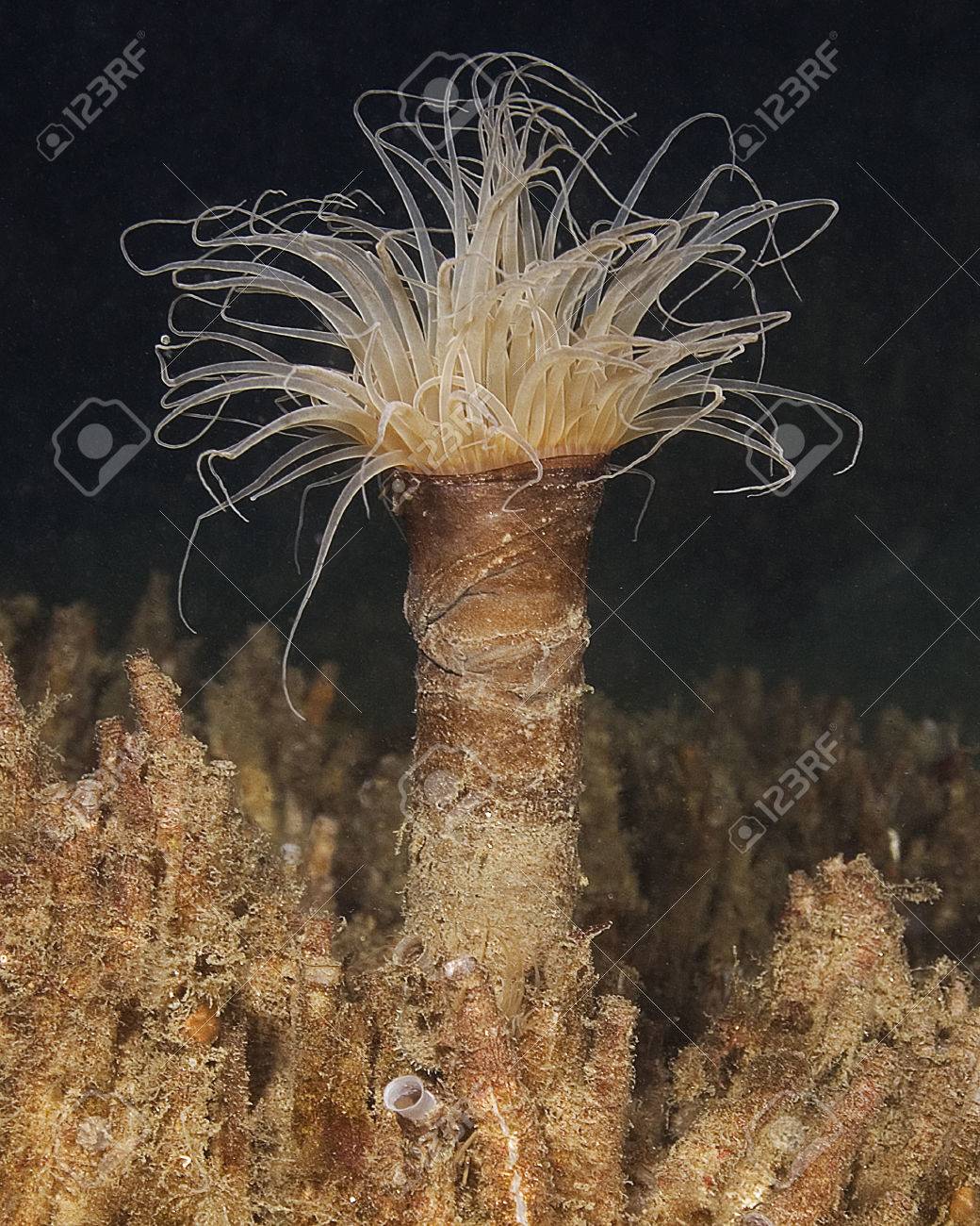 <p>sedentary polychaetes; burrow, use cilia + mucus to feed, tubes stabilize ecosystem</p>